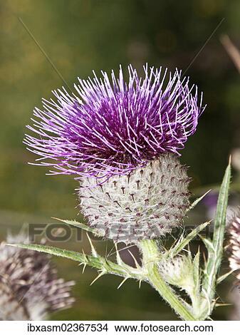 Picture - Woolly Thistle (Cirsium eriophorum). Fotosearch