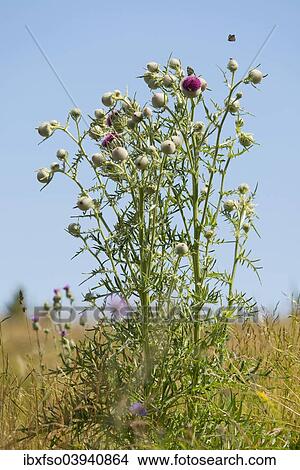 "Woolly Thistle (Cirsium eriophorum), Thuringia, Germany, Europe" View Large Photo Image Picture - "Woolly Thistle (Cirsium eriophorum), Thuringia, Germany, Europe". Fotosearch