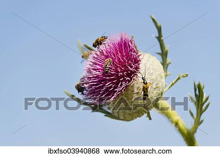 Stock Photo - "Woolly Thistle (Cirsium eriophorum), inflorescence with insects, Thuringia, Germany, Europe". Fotosearch