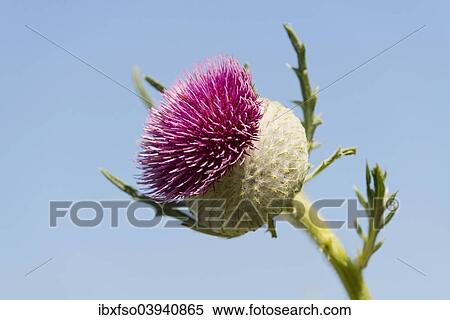 "Woolly Thistle (Cirsium eriophorum), inflorescence, Thuringia, Germany, Europe" View Large Photo Image Stock Photography - "Woolly Thistle (Cirsium eriophorum), inflorescence, Thuringia, Germany, Europe". Fotosearch