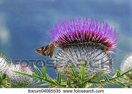 "Woolly Thistle (Cirsium eriophorum), Bavaria, Germany, Europe" View Large Photo Image Stock Photography - "Woolly Thistle (Cirsium eriophorum), Bavaria, Germany, Europe". Fotosearch