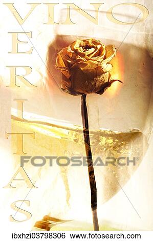 Stock Photograph - "Words """"vino veritas, """" and dried rose". Fotosearch