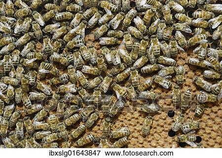 Worker bees on sealed brood comb View Large Photo Image Stock Photo - Worker bees on sealed brood comb. Fotosearch