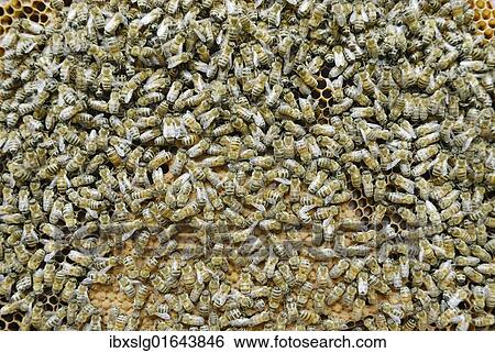 Stock Photograph - Worker bees on sealed brood comb. Fotosearch