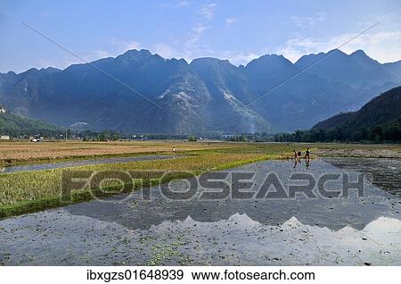 "Workers in a rice field, Mai Chau, a village where ethnic minorities live, Vietnam, Southeast Asia, Asia" View Large Photo Image Stock Photo - "Workers in a rice field, Mai Chau, a village where ethnic minorities live, Vietnam, Southeast Asia, Asia". Fotosearch