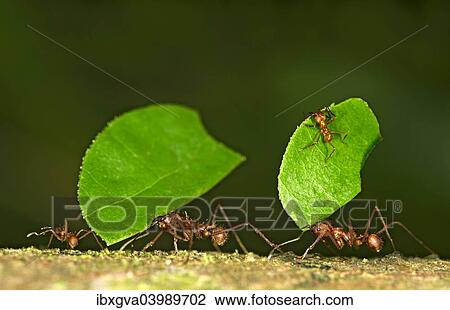 "Workers of Leafcutter Ants (Atta cephalotes) carrying leaf pieces into their nest, Tambopata Nature Reserve, Madre de Dios region, Peru, South America" View Large Photo Image Stock Image - "Workers of Leafcutter Ants (Atta cephalotes) carrying leaf pieces into their nest, Tambopata Nature Reserve, Madre de Dios region, Peru, South America". Fotosearch