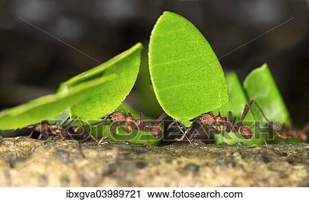 "Workers of Leafcutter Ants (Atta cephalotes) carrying leaf pieces into their nest, Tambopata Nature Reserve, Madre de Dios region, Peru, South America" View Large Photo Image Stock Image - "Workers of Leafcutter Ants (Atta cephalotes) carrying leaf pieces into their nest, Tambopata Nature Reserve, Madre de Dios region, Peru, South America". Fotosearch