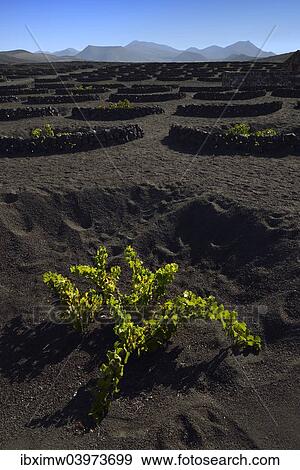 "Worldwide unique cultivation method, dry cultivation, enarenado method, on volcanic ash, lava, wine growing region of La Geria, Los Ajaches mountains at the back, Lanzarote, Canary Islands, Spain, Europe" View Large Photo Image Stock Photo - "Worldwide unique cultivation method, dry cultivation, enarenado method, on volcanic ash, lava, wine growing region of La Geria, Los Ajaches mountains at the back, Lanzarote, Canary Islands, Spain, Europe". Fotosearch