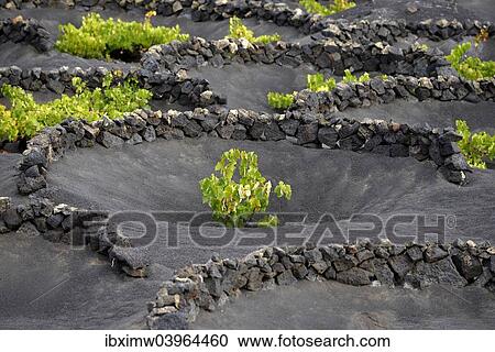 "Worldwide unique viniculture, vines growing in dry pits on volcanic ash, lava, wine growing region of La Geria, Lanzarote, Canary Islands, Spain, Europe" View Large Photo Image Stock Image - "Worldwide unique viniculture, vines growing in dry pits on volcanic ash, lava, wine growing region of La Geria, Lanzarote, Canary Islands, Spain, Europe". Fotosearch