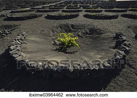 "Worldwide unique viniculture, vines growing in dry pits on volcanic ash, lava, wine growing region of La Geria, Lanzarote, Canary Islands, Spain, Europe" View Large Photo Image Stock Image - "Worldwide unique viniculture, vines growing in dry pits on volcanic ash, lava, wine growing region of La Geria, Lanzarote, Canary Islands, Spain, Europe". Fotosearch