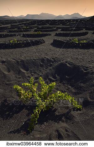 "Worldwide unique viniculture, vines growing in dry pits on volcanic ash, lava, wine growing region of La Geria, the Los Ajaches mountain range at the back, Lanzarote, Canary Islands, Spain, Europe" View Large Photo Image Stock Photo - "Worldwide unique viniculture, vines growing in dry pits on volcanic ash, lava, wine growing region of La Geria, the Los Ajaches mountain range at the back, Lanzarote, Canary Islands, Spain, Europe". Fotosearch