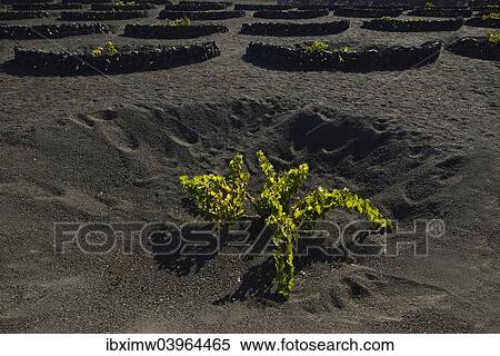 "Worldwide unique viniculture, vines growing in dry pits on volcanic ash, lava, wine growing region of La Geria, Lanzarote, Canary Islands, Spain, Europe" View Large Photo Image Stock Photography - "Worldwide unique viniculture, vines growing in dry pits on volcanic ash, lava, wine growing region of La Geria, Lanzarote, Canary Islands, Spain, Europe". Fotosearch