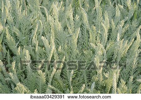 "Wormwood (Artemisia sp. ), Crimea, Ukraine, Europe" View Large Photo Image Stock Image - "Wormwood (Artemisia sp. ), Crimea, Ukraine, Europe". Fotosearch