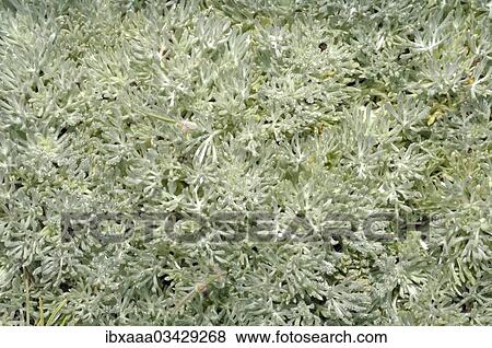 "Wormwood (Artemisia sp. ), Crimea, Ukraine, Europe" View Large Photo Image Stock Photo - "Wormwood (Artemisia sp. ), Crimea, Ukraine, Europe". Fotosearch