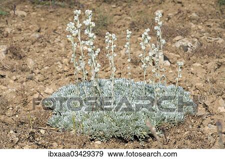 "Wormwood (Artemisia sp. ), Crimea, Ukraine, Europe" View Large Photo Image Stock Photo - "Wormwood (Artemisia sp. ), Crimea, Ukraine, Europe". Fotosearch