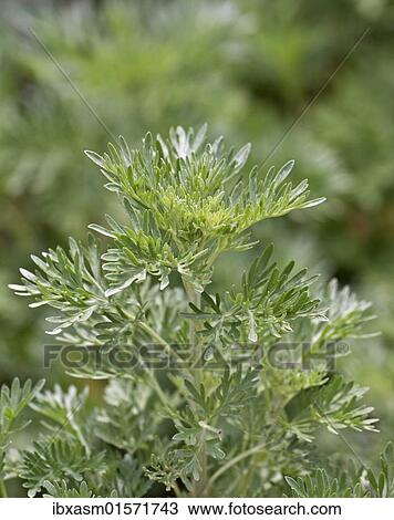 Stock Image - "Wormwood or absinthium (Artemisia absinthium), herb, leaves, Germany, Europe". Fotosearch
