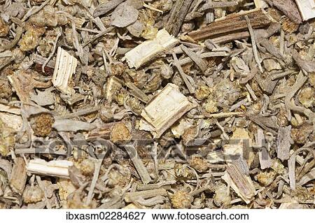"Wormwood tea, organic tea" View Large Photo Image Stock Photo - "Wormwood tea, organic tea". Fotosearch