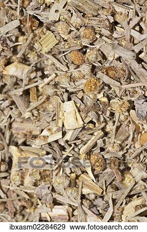 "Wormwood tea, organic tea" View Large Photo Image Stock Photo - "Wormwood tea, organic tea". Fotosearch