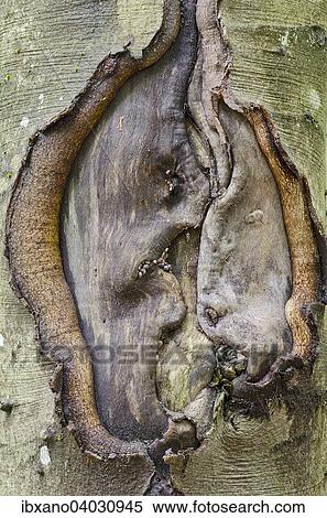 "Wound in the bark of a tree, Bavarian Forest National Park, Bavaria, Germany, Europe" View Large Photo Image Stock Photography - "Wound in the bark of a tree, Bavarian Forest National Park, Bavaria, Germany, Europe". Fotosearch