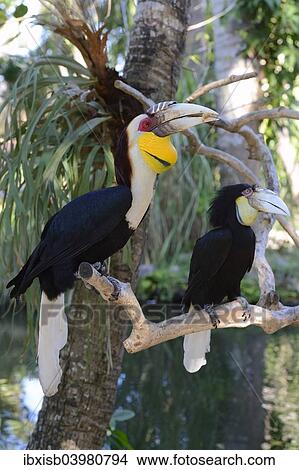 "Wreathed hornbill (Aceros undulatus), pair, male in front, female behind, Bali, Indonesia, Asia" View Large Photo Image Picture - "Wreathed hornbill (Aceros undulatus), pair, male in front, female behind, Bali, Indonesia, Asia". Fotosearch