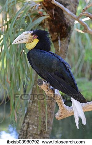 Stock Image - "Wreathed hornbill (Aceros undulatus), female, Bali, Indonesia, Asia". Fotosearch