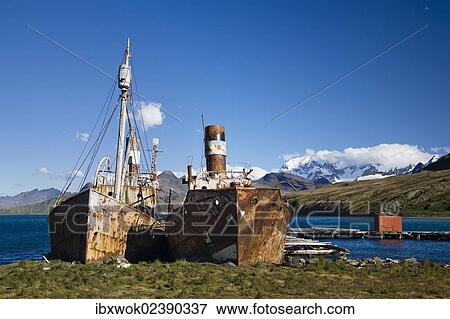 "Wrecked whaling ships of the former whaling station of Grytviken, King Edward Cove, South Georgia, South Sandwich Islands, British Overseas Territory, South Atlantic Ocean, Subantarctic, Antarctica" View Large Photo Image Stock Photo - "Wrecked whaling ships of the former whaling station of Grytviken, King Edward Cove, South Georgia, South Sandwich Islands, British Overseas Territory, South Atlantic Ocean, Subantarctic, Antarctica". Fotosearch