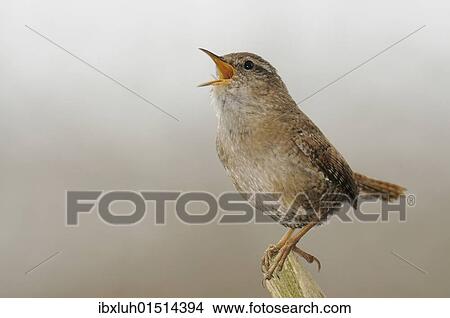Wren (Troglodytes troglodytes) View Large Photo Image Picture - Wren (Troglodytes troglodytes). Fotosearch