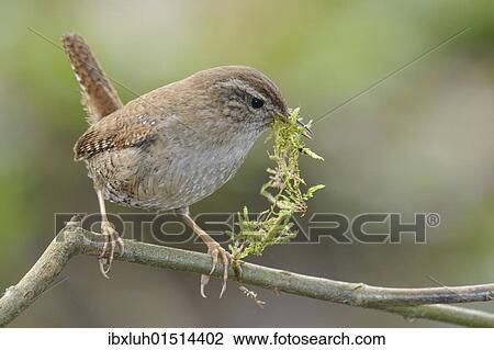Wren (Troglodytes troglodytes) View Large Photo Image Stock Image - Wren (Troglodytes troglodytes). Fotosearch