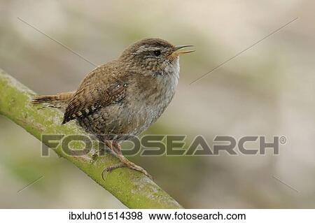 Stock Photo - Wren (Troglodytes troglodytes). Fotosearch