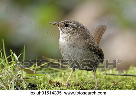 Wren (Troglodytes troglodytes) View Large Photo Image Stock Photography - Wren (Troglodytes troglodytes). Fotosearch