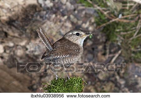 "Wren (Troglodytes troglodytes) with food for young birds, Baden-Wurttemberg, Germany, Europe" View Large Photo Image Stock Photograph - "Wren (Troglodytes troglodytes) with food for young birds, Baden-Wurttemberg, Germany, Europe". Fotosearch