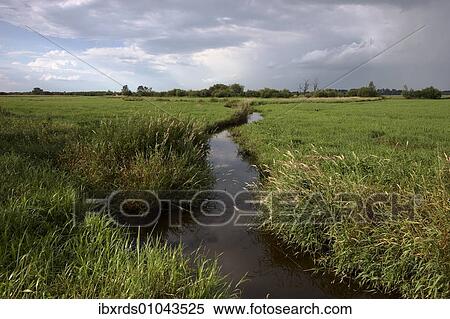 Stock Photography - "Wuemmewiesen nature reserve, Bremen, Germany, Europe". Fotosearch