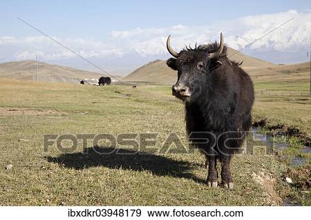 Stock Photo - "Yak (Bos mutus), Pamir Highway, M41, Osh, Kyrgyzstan, Asia". Fotosearch