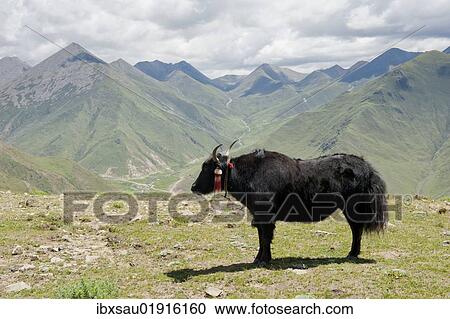 "Yak (Bos mutus) standing on grass in front of high mountains, near Ganden Monastery, Himalaya Range, Central Tibet, Ue-Tsang, Tibet Autonomous Region, People's Republic of China, Asia" View Large Photo Image Stock Image - "Yak (Bos mutus) standing on grass in front of high mountains, near Ganden Monastery, Himalaya Range, Central Tibet, Ue-Tsang, Tibet Autonomous Region, People's Republic of China, Asia". Fotosearch
