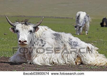 "Yak (Bos mutus) surrounded by flies on a meadow, Terkhiin Tsagaan Nuur, North Steppe, Arkhangai Aimag, Mongolia, Asia" View Large Photo Image Picture - "Yak (Bos mutus) surrounded by flies on a meadow, Terkhiin Tsagaan Nuur, North Steppe, Arkhangai Aimag, Mongolia, Asia". Fotosearch