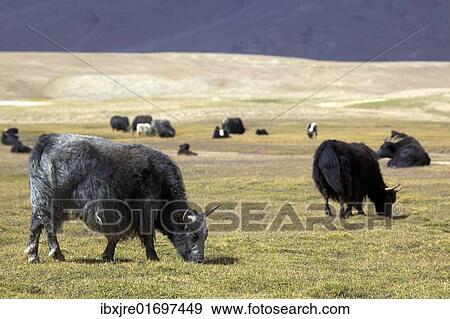 Stock Photo - "Yaks (Bos mutus), Pamir, Tajikistan, Central Asia, Asia". Fotosearch