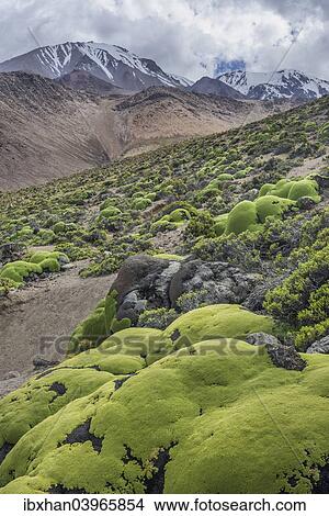 "Yareta or Llareta cushion plant (Azorella compacta) growing on the slopes of the Taapaca volcano, Arica y Parinacota Region, Chile, South America" View Large Photo Image Picture - "Yareta or Llareta cushion plant (Azorella compacta) growing on the slopes of the Taapaca volcano, Arica y Parinacota Region, Chile, South America". Fotosearch