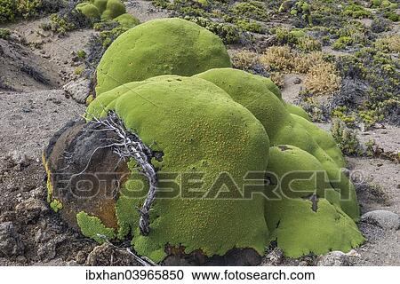 "Yareta or Llareta cushion plant (Azorella compacta) growing on the slopes of the Taapaca volcano, Arica y Parinacota Region, Chile, South America" View Large Photo Image Stock Image - "Yareta or Llareta cushion plant (Azorella compacta) growing on the slopes of the Taapaca volcano, Arica y Parinacota Region, Chile, South America". Fotosearch