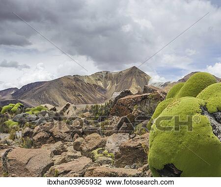 "Yareta or Llareta cushion plant (Azorella compacta), Putre, Arica and Parinacota Region, Chile, South America" View Large Photo Image Stock Image - "Yareta or Llareta cushion plant (Azorella compacta), Putre, Arica and Parinacota Region, Chile, South America". Fotosearch