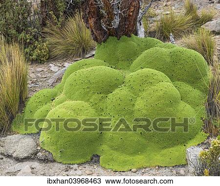 Stock Image - "Yareta or Llareta cushion plant (Azorella compacta) and Quenoa De Altura (Polylepis tarapacana) at the back, Tarapaca Region, Chile, South America". Fotosearch
