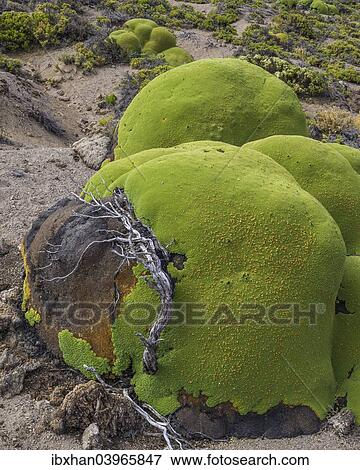 "Yareta or Llareta cushion plant (Azorella compacta) growing on the slopes of the Taapaca volcano, Arica y Parinacota Region, Chile, South America" View Large Photo Image Stock Photo - "Yareta or Llareta cushion plant (Azorella compacta) growing on the slopes of the Taapaca volcano, Arica y Parinacota Region, Chile, South America". Fotosearch