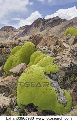 "Yareta or Llareta cushion plant (Azorella compacta), Putre, Arica and Parinacota Region, Chile, South America" View Large Photo Image Stock Photograph - "Yareta or Llareta cushion plant (Azorella compacta), Putre, Arica and Parinacota Region, Chile, South America". Fotosearch