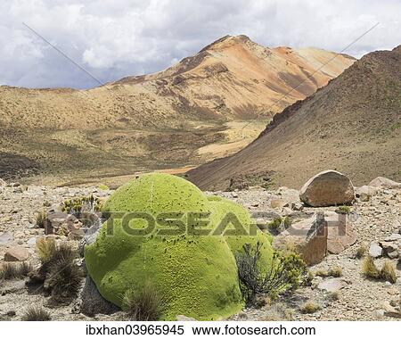 "Yareta or Llareta cushion plant (Azorella compacta), Putre, Arica and Parinacota Region, Chile, South America" View Large Photo Image Stock Photography - "Yareta or Llareta cushion plant (Azorella compacta), Putre, Arica and Parinacota Region, Chile, South America". Fotosearch