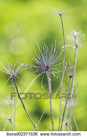 "Yarrow (Achillea millefolium), dried plant" View Large Photo Image Stock Photograph - "Yarrow (Achillea millefolium), dried plant". Fotosearch