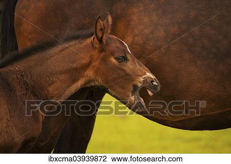 "Yawning brown foal, Westphalian, 3 weeks, with mare, Munsterland, North Rhine-Westphalia, Germany, Europe" View Large Photo Image Stock Image - "Yawning brown foal, Westphalian, 3 weeks, with mare, Munsterland, North Rhine-Westphalia, Germany, Europe". Fotosearch