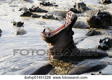 "Yawning hippopotamus (Hippopotamus amphibius) in the Hippo Pool of Retina, Serengeti National Park, Tanzania, Africa" View Large Photo Image Stock Photo - "Yawning hippopotamus (Hippopotamus amphibius) in the Hippo Pool of Retina, Serengeti National Park, Tanzania, Africa". Fotosearch