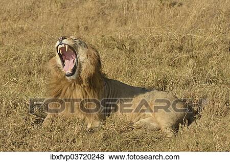Stock Photo - "Yawning male Lion (Panthera leo), with a mane, Ngorongoro, Serengeti, Tanzania, Africa". Fotosearch