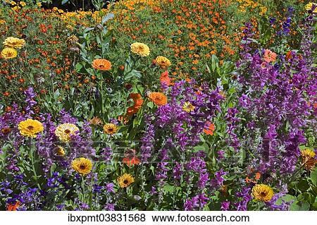 "Yellow and orange Marigold (Calendula) and other flowers in summer, Montreal, Quebec, Canada, North America" View Large Photo Image Stock Photo - "Yellow and orange Marigold (Calendula) and other flowers in summer, Montreal, Quebec, Canada, North America". Fotosearch