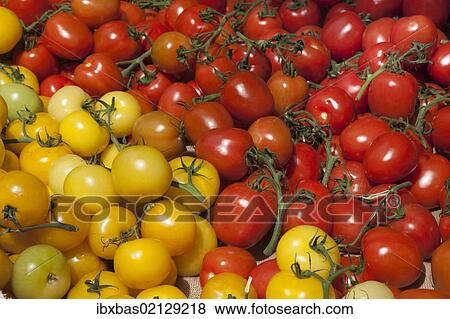 Yellow and red tomatoes View Large Photo Image Stock Photo - Yellow and red tomatoes. Fotosearch