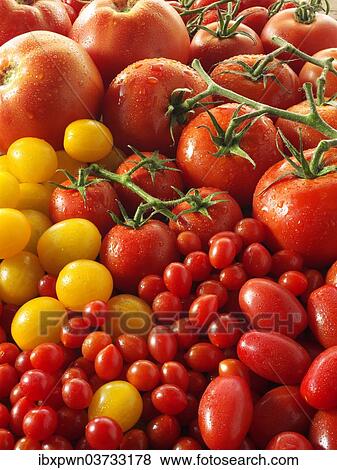 Stock Photo - Yellow and red vine tomatoes. Fotosearch